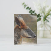 Briefkaart Swamp Wallaby (Staand voorkant)