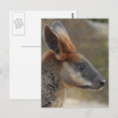 Briefkaart Swamp Wallaby (Voorkant / Achterkant)