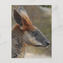 Briefkaart Swamp Wallaby