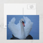 Briefkaart Swan (Voorkant / Achterkant)