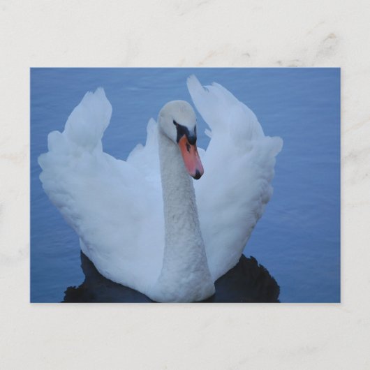 Briefkaart Swan (Voorkant)
