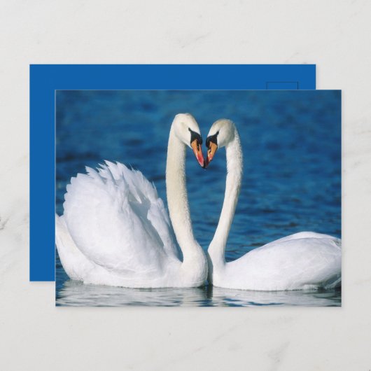 Briefkaart Swan (Voorkant / Achterkant)