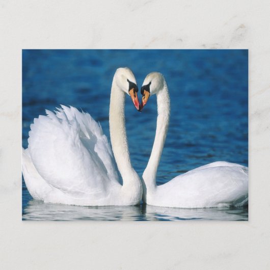 Briefkaart Swan (Voorkant)