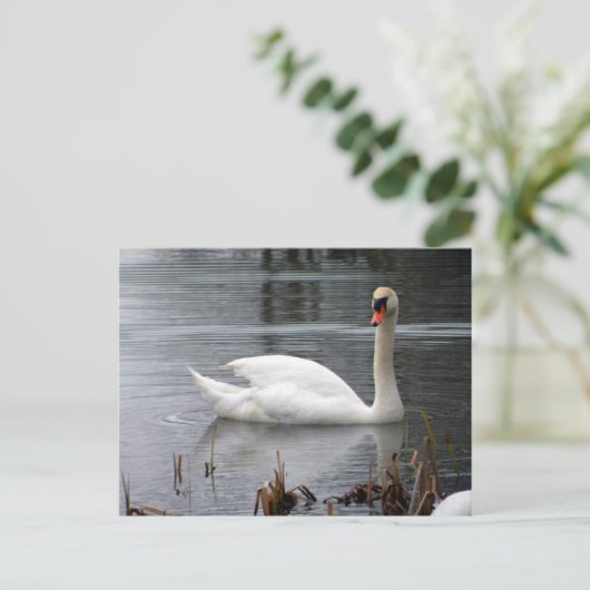 Briefkaart Swan (Staand voorkant)