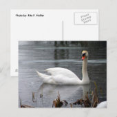 Briefkaart Swan (Voorkant / Achterkant)
