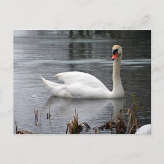 Briefkaart Swan