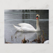 Briefkaart Swan (Voorkant)