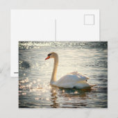 Briefkaart Swan (Voorkant / Achterkant)