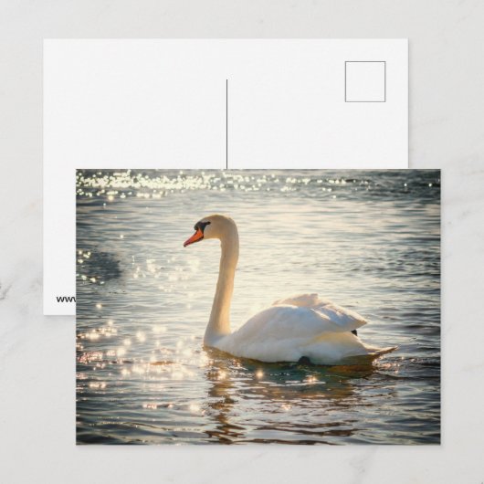 Briefkaart Swan (Voorkant / Achterkant)