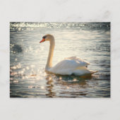 Briefkaart Swan (Voorkant)