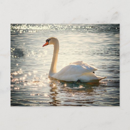 Briefkaart Swan (Voorkant)