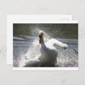 Briefkaart Swan (Voorkant / Achterkant)