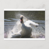 Briefkaart Swan (Voorkant)