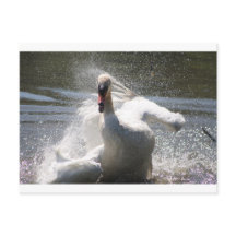 Briefkaart Swan