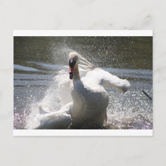 Briefkaart Swan (Voorkant)