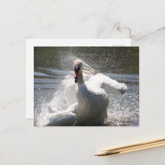 Briefkaart Swan (Voorkant / Achterkant in situ)