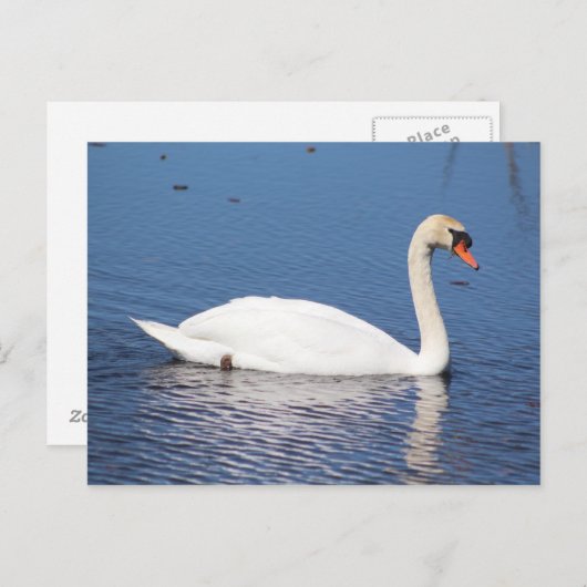 Briefkaart Swan (Voorkant / Achterkant)