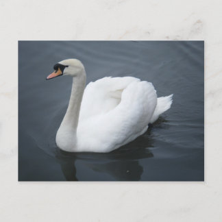 Briefkaart - Swan