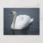 Briefkaart - Swan (Voorkant)