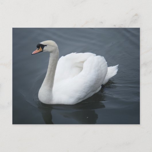 Briefkaart - Swan (Voorkant)