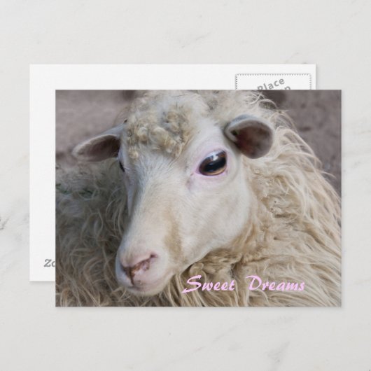 Briefkaart Sweet Dreams (Voorkant / Achterkant)