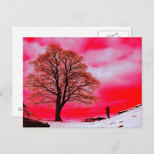 Briefkaart Sycamore Tree (Voorkant / Achterkant)