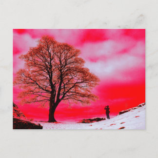 Briefkaart Sycamore Tree