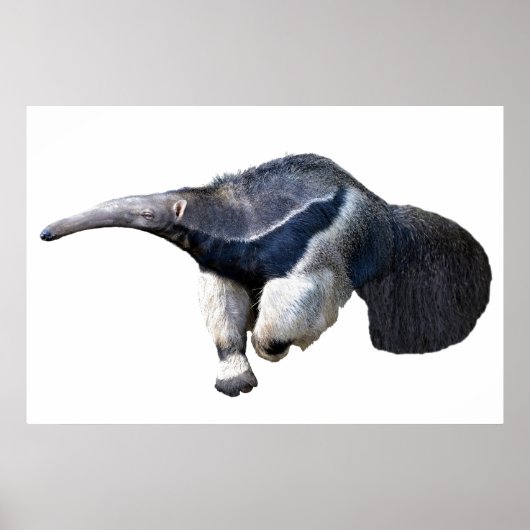 Briefkaart T-Shirt, geïsoleerd reus Anteater Poster (Voorkant)