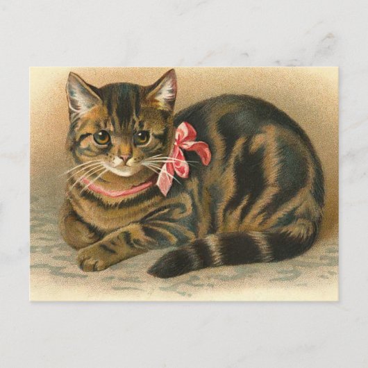 briefkaart "Tabby Cat" (Voorkant)