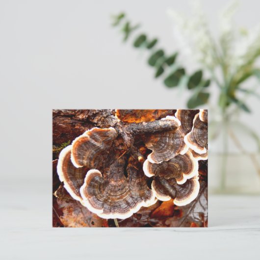 Briefkaart Tails Fungi (Staand voorkant)