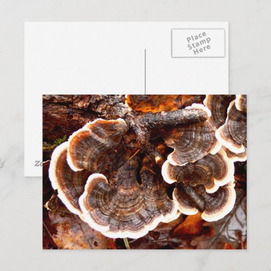 Briefkaart Tails Fungi (Voorkant / Achterkant)