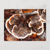 Briefkaart Tails Fungi (Voorkant)