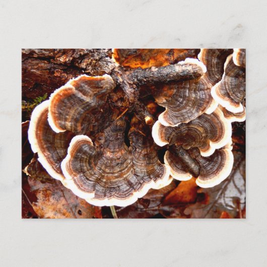 Briefkaart Tails Fungi (Voorkant)