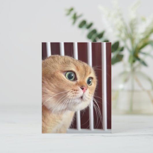 Briefkaart Talking Cats Meme (Staand voorkant)
