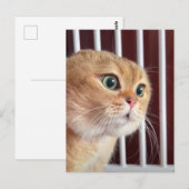 Briefkaart Talking Cats Meme (Voorkant / Achterkant)
