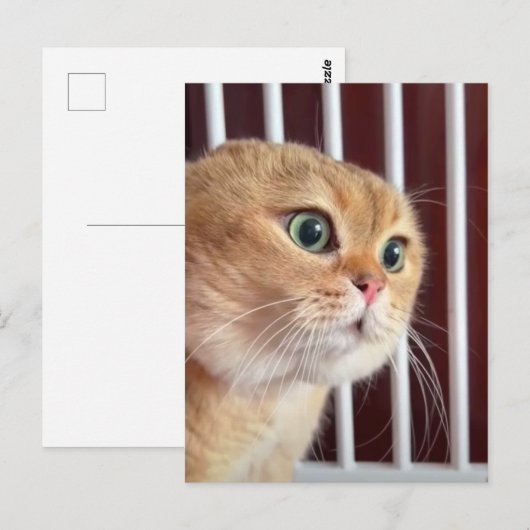 Briefkaart Talking Cats Meme (Voorkant / Achterkant)