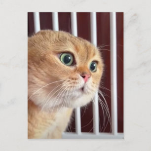 Briefkaart Talking Cats Meme