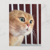 Briefkaart Talking Cats Meme (Voorkant)