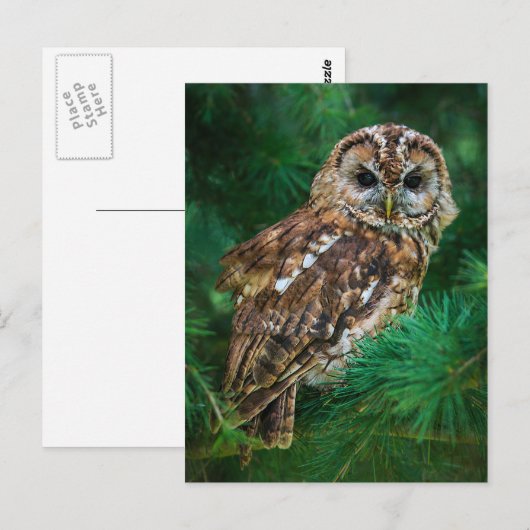 Briefkaart tawny owl in een boomstructuur (Voorkant / Achterkant)