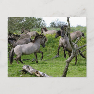 briefkaart tegen hengsten