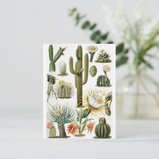 Briefkaart ter illustratie van botanische cactus (Staand voorkant)