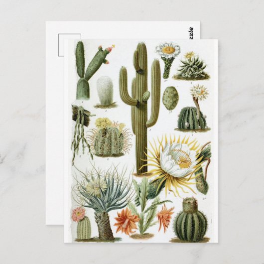  Briefkaart ter illustratie van botanische cactus (Voorkant / Achterkant)
