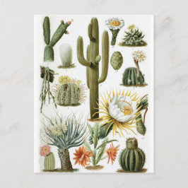  Briefkaart ter illustratie van botanische cactus