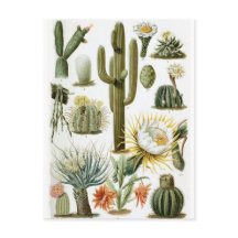  Briefkaart ter illustratie van botanische cactus