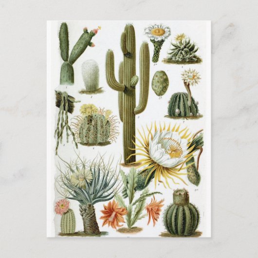  Briefkaart ter illustratie van botanische cactus (Voorkant)
