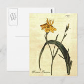 Briefkaart ter illustratie van botanische iris (Voorkant / Achterkant)