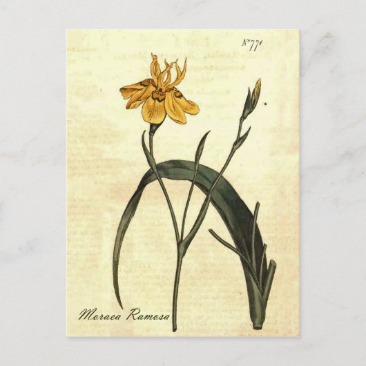 Briefkaart ter illustratie van botanische iris (Voorkant)