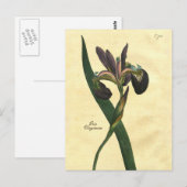 Briefkaart ter illustratie van botanische iris (Voorkant / Achterkant)