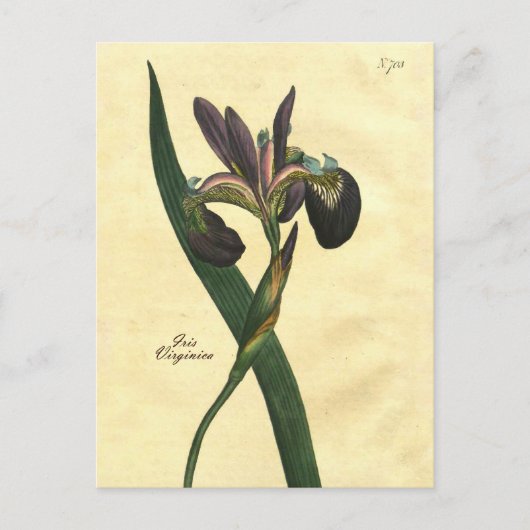 Briefkaart ter illustratie van botanische iris (Voorkant)