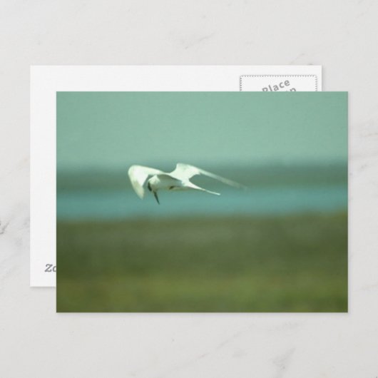 Briefkaart - Tern in flight (Voorkant / Achterkant)